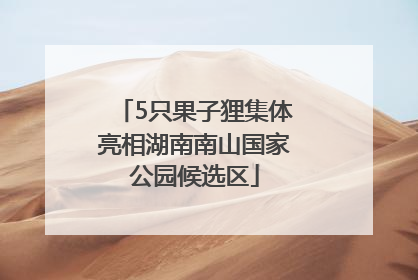 5只果子狸集体亮相湖南南山国家公园候选区